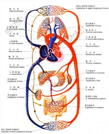 血液循环简图|人体血液循环图